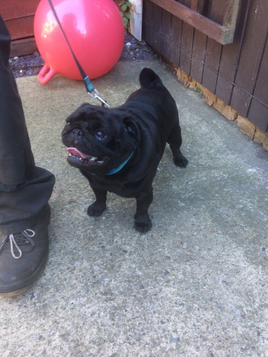 UKPetscom's tweet photo. *** Black Pug For Stud *** #Dogs #Pug #ForStud #DogsForStud #pets #ukpets  https://t.co/rc44mIFuRi https://t.co/IaLsznk3Pv