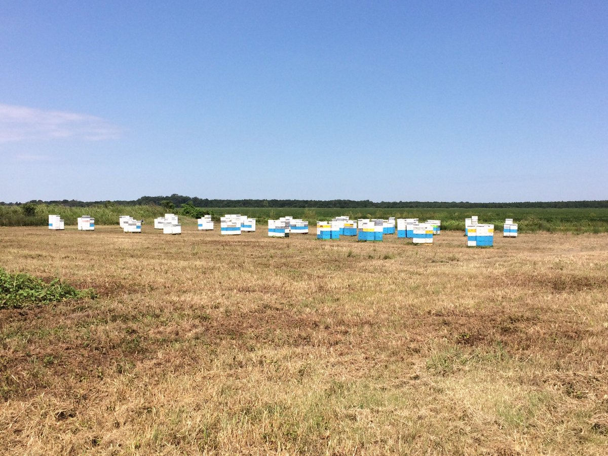 .<a href="/PIE_Entsoc/">P-IE ESA</a> #pollinator tour finally makes it to a working bee yard with Johnny Thompson and <a href="/jwharris1963/">Jeffrey W. Harris</a>. <a href="/MSUExtService/">MSU Extension</a>
