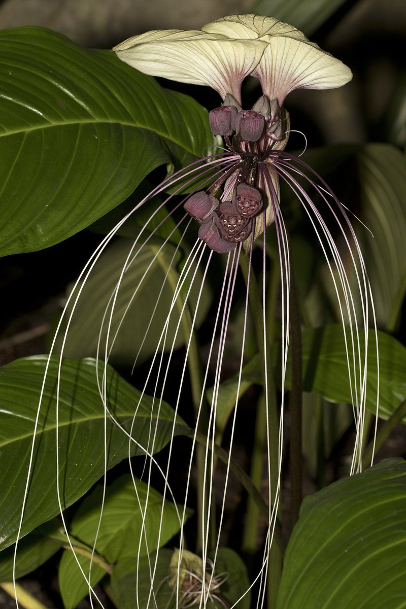 FairchildGarden's tweet photo. #FunFact: Our #PlantOfTheWeek, Tacca integrifolia, is one of the very few black-flowering plants in the world. https://t.co/9S8nMbwvJl
