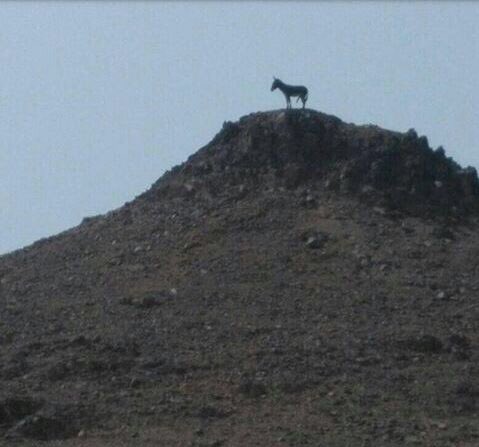 📮 القمم و (روس المشاريف) لم تعد حكراً على من يستحقها !!
#متعبيات
 #ماذا_تعرف_عن_الشرقيه