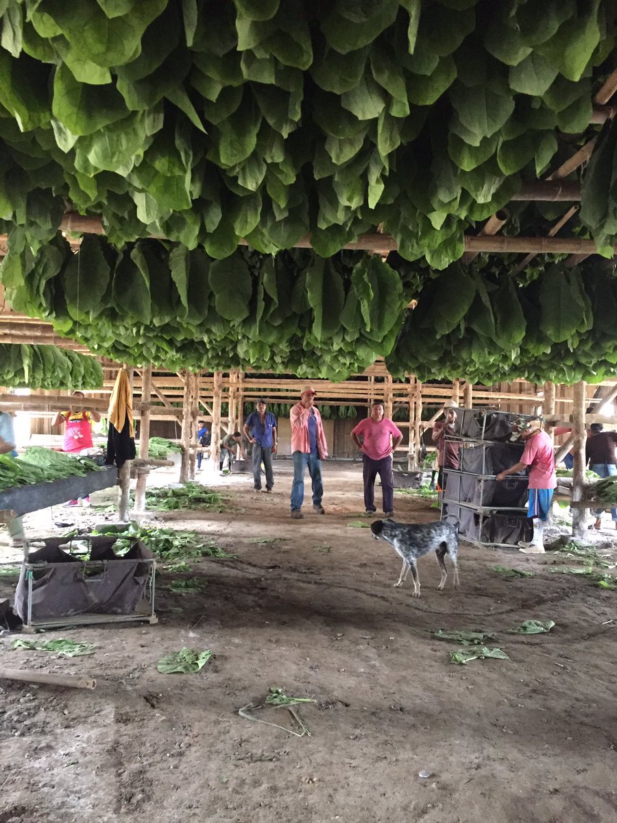 DuranCigars's tweet photo. Beautiful leaf from this year crop at Fincas Azan #premiumcigars #azan #robertodurancigars https://t.co/o3t2HjZRBS