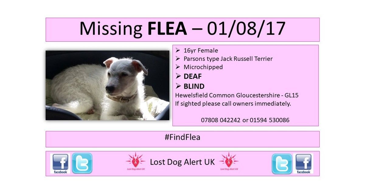 LostDogAlertUK's tweet photo. #FindFlea #thunderclap #lostdogalert 26/08 https://t.co/npZkn15PUA https://t.co/UrHlSvh1r9