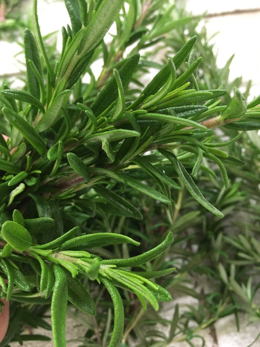 BentLadder's tweet photo. Super stoked to pick our first rosemary. Check it out at some of the top restaurants in #CLE #sofresh #sofragrant @RittmanOrchards https://t.co/KK3IN49JPI