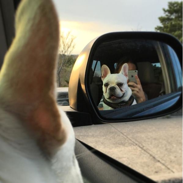 MedfordFD's tweet photo. Snap a pic of your furry co-pilot &amp; enter our Cutest Co-Pilot Photo contest for the chance to win a Wawa gift card! https://t.co/Xn5BG2lIC6 https://t.co/xW1EpPTtxQ