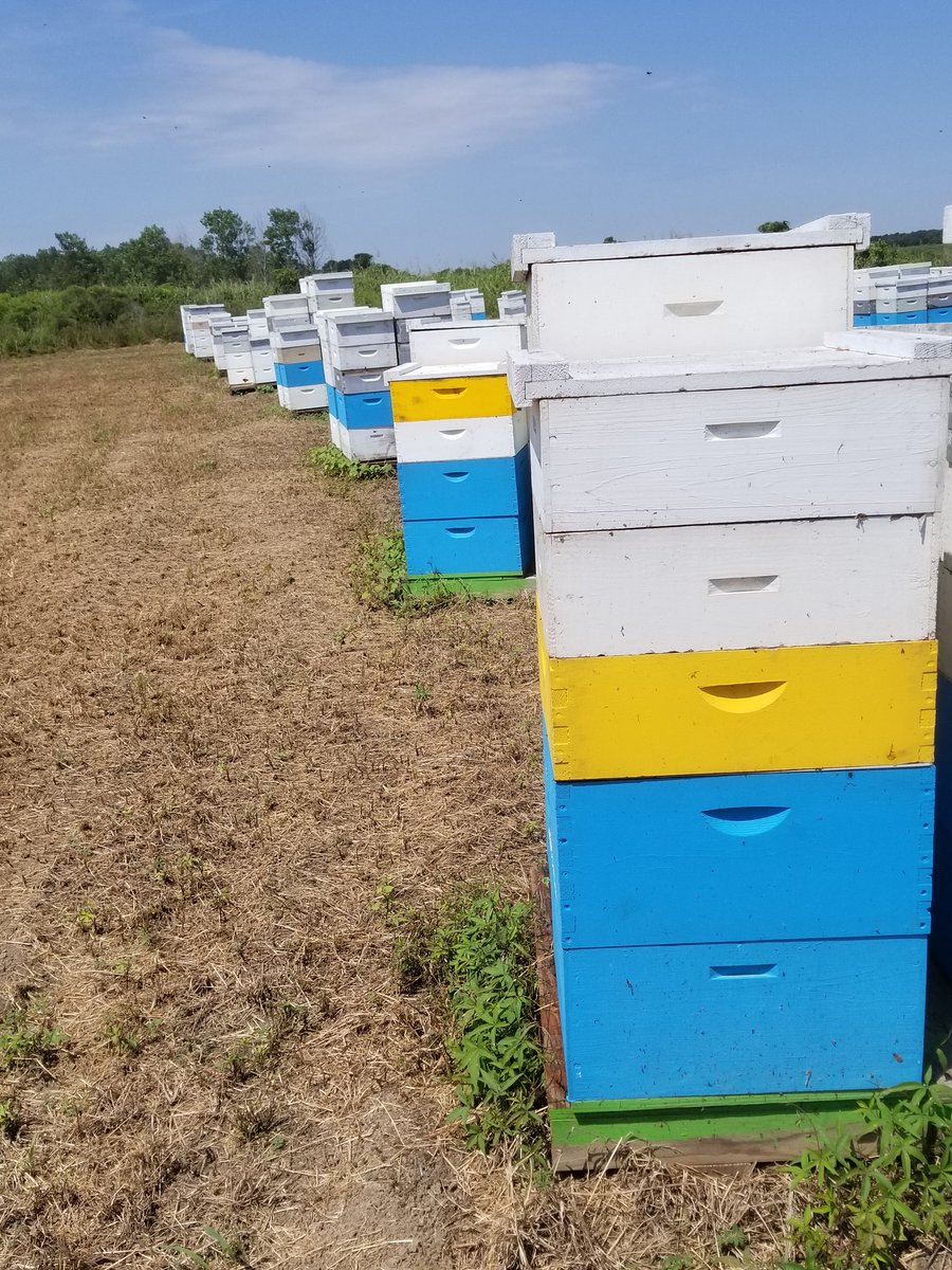 More ESA PIE tour bee shots #pollinatortour