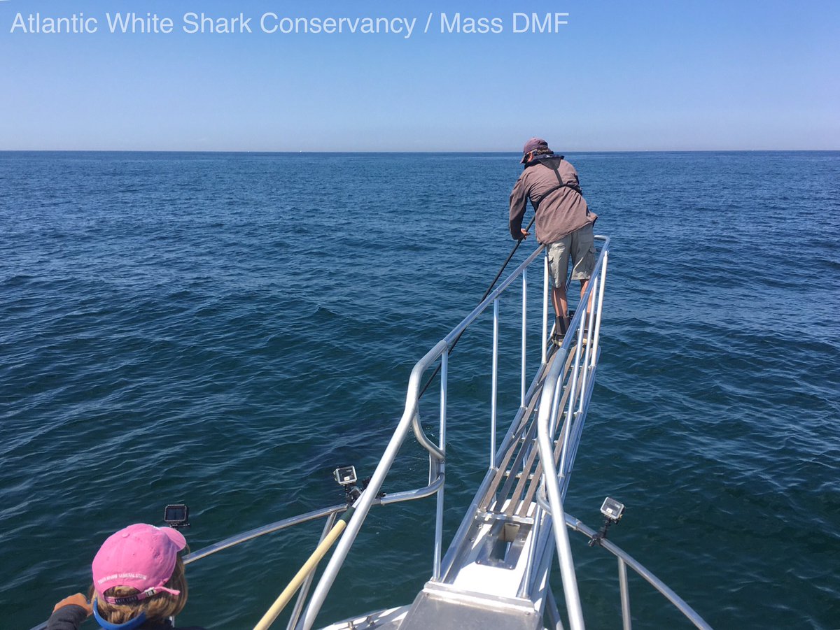 A_WhiteShark's tweet photo. Active research day today. @MassDMF's Dr. Skomal, working with our team, just tagged a ~12' white shark off Provincetown, MA. https://t.co/rEVMb1hlKf