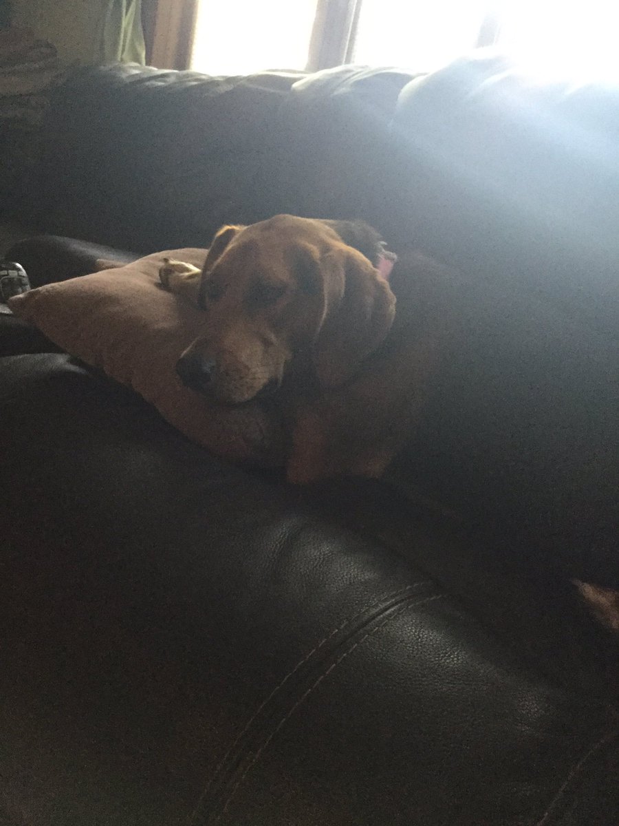 jaide_paddock's tweet photo. This is what I love about my dogs they are so calm sometimes!!😍😀 https://t.co/65KO4qHeJ2