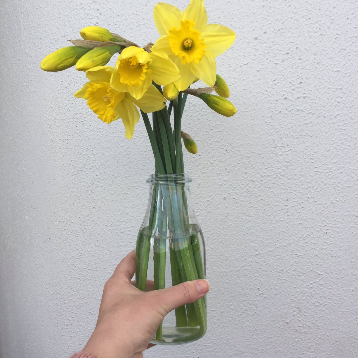 CancerVic's tweet photo. Don't forget to snap your #daffodils and hashtag #DaffodilDay & #cancervic https://t.co/3lGo9Il8pA