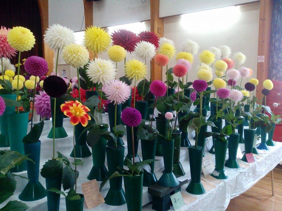 North West Dahlia Society tweet media