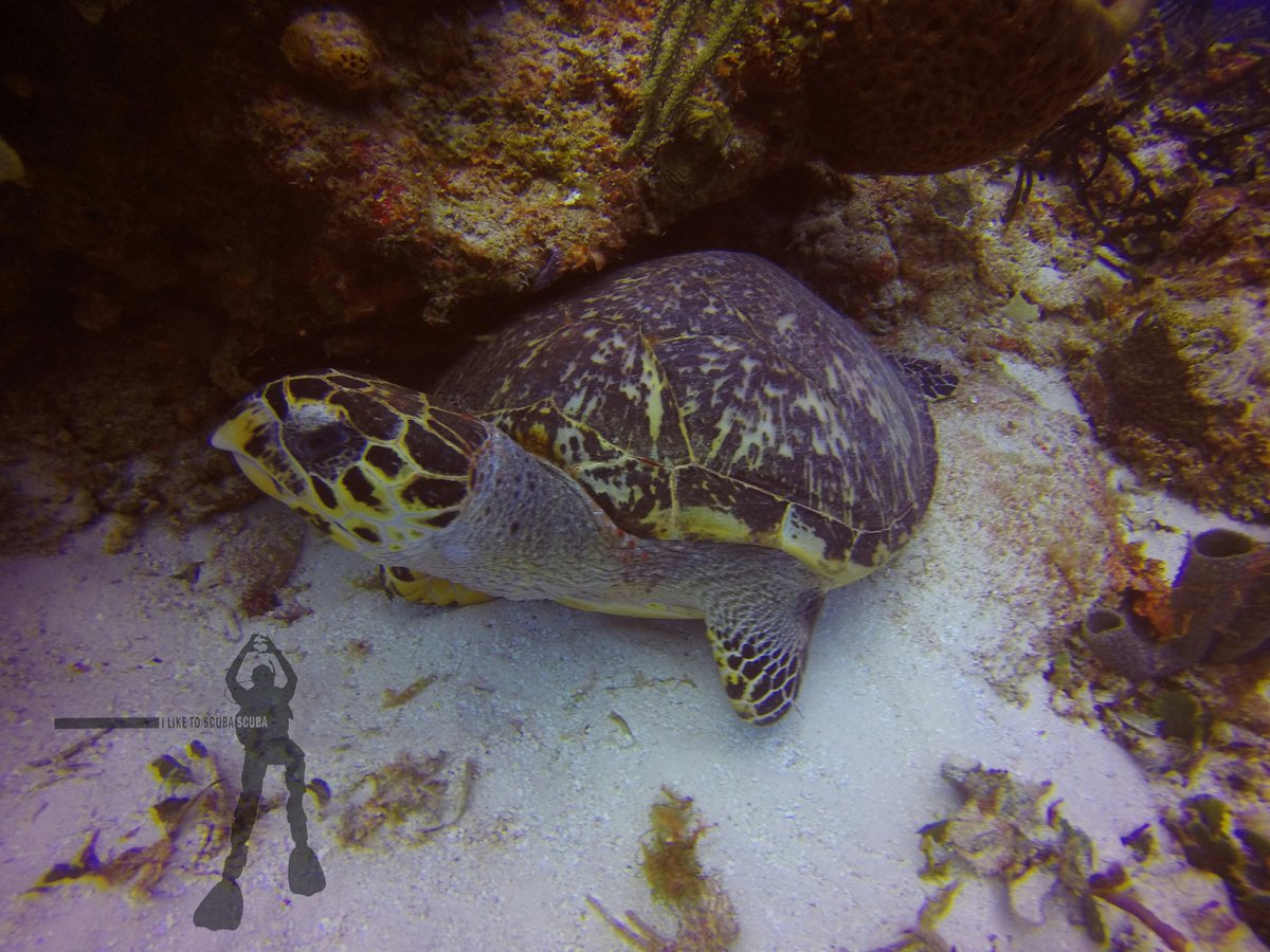 I_Like_To_Scuba's tweet photo. Turtle Thursday! The shell is part of the bone structure and turtles aren't able to remove them like in cartoons but some can retract inside https://t.co/saOPnK6tZx