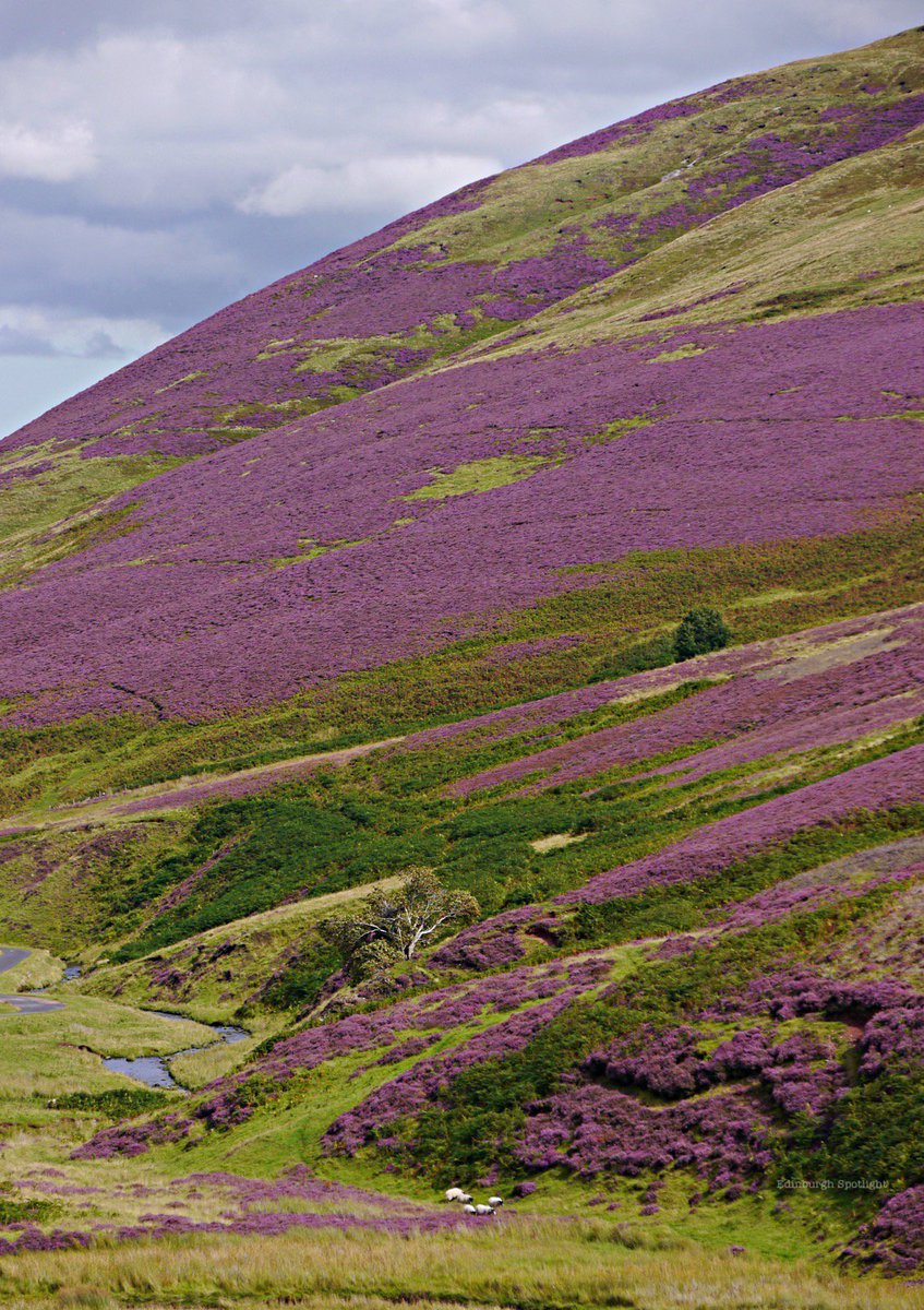 Edinburgh Spotlight tweet media