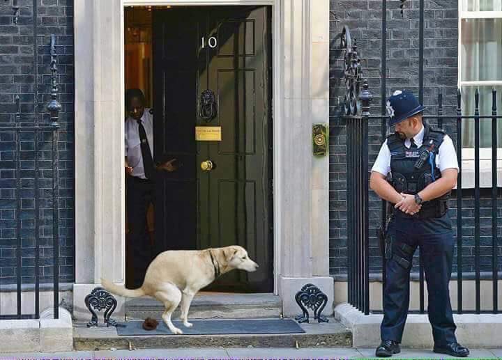 IanRouth's tweet image. I couldn&apos;t have put it better myself. Dogs #politicalcomment