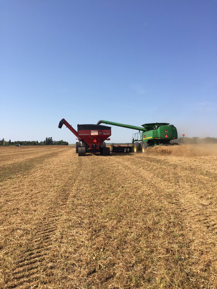 Prairiegirl_306's tweet photo. It's on!!#harvest17 #ACCarverPeas #KemperSeedsLtd https://t.co/dcHkx6V6QE