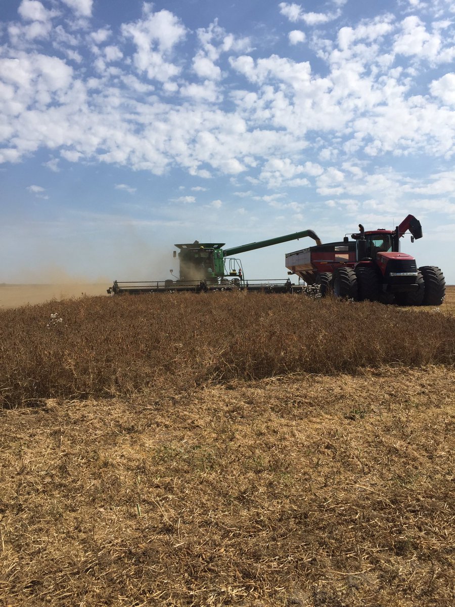 Prairiegirl_306's tweet photo. It's on!!#harvest17 #ACCarverPeas #KemperSeedsLtd https://t.co/dcHkx6V6QE