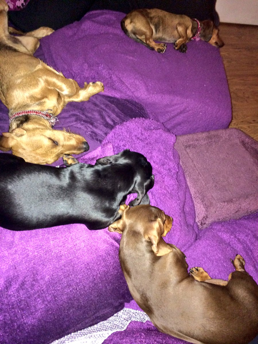 MiloTheDaxie's tweet photo. A sofa of sausages ๐๐ #sausagearmy #finallyquiet #barkfest https://t.co/CAt88frrZ3