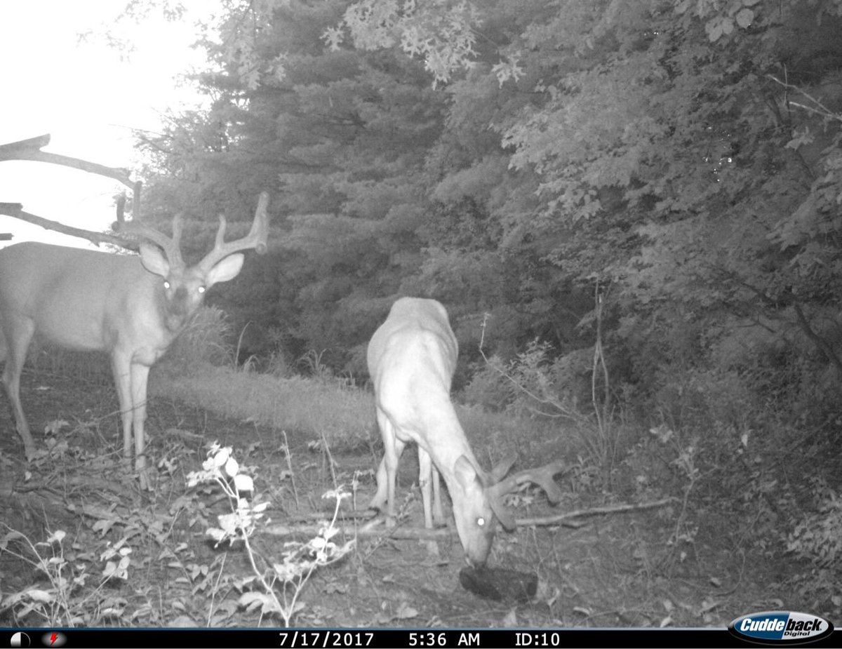 mkmox's tweet photo. Hit list #1 @TrophyRock @CuddebackTweets @TrailCamNation https://t.co/64DxTfqgn3