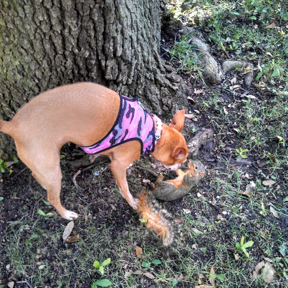 Princess has caught one bird, one turtle, one rabbit, one (very large) mouse, one possum, TWO SQUIRRELS, and a handful of lost/stray dogs.