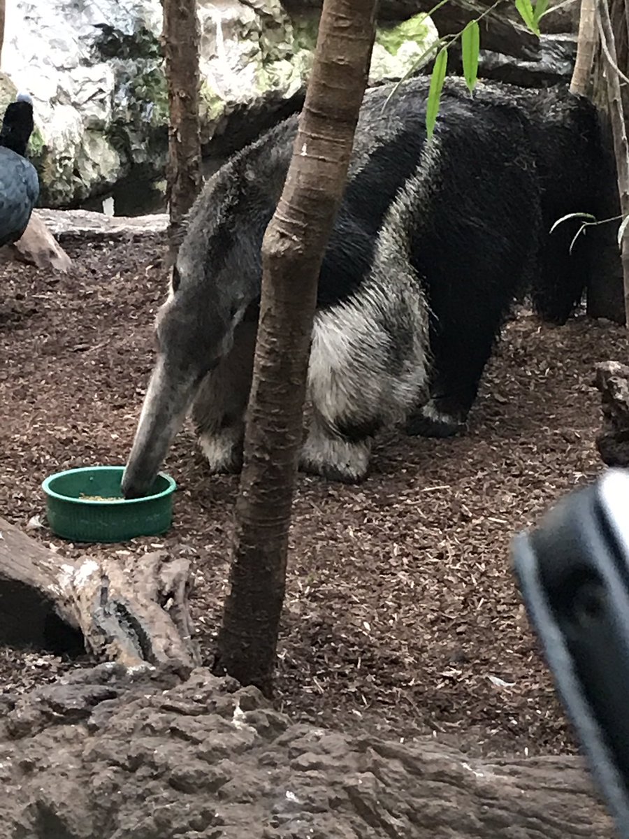 AlexandraWhitw4's tweet photo. #PCGcare #Intuitlife #DallasAquarium Anteaters are amazing! https://t.co/tBaOClhven