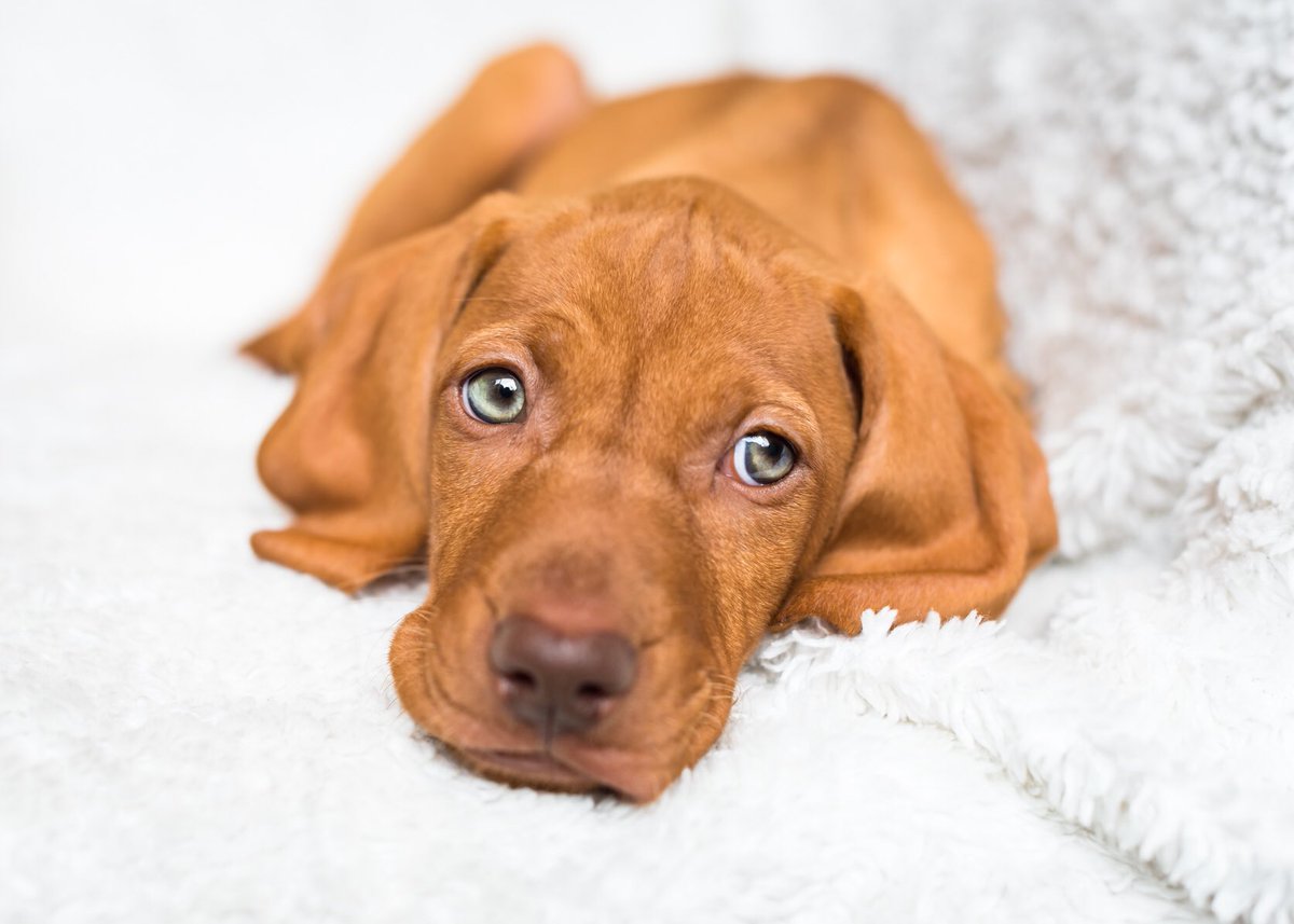 craigscottphoto's tweet photo. The following images of Milly are extremely adorable!
#kclovesdogs #dogtrust #edinburgh #dogphotographer #vizsla https://t.co/1kbhyKrgpC