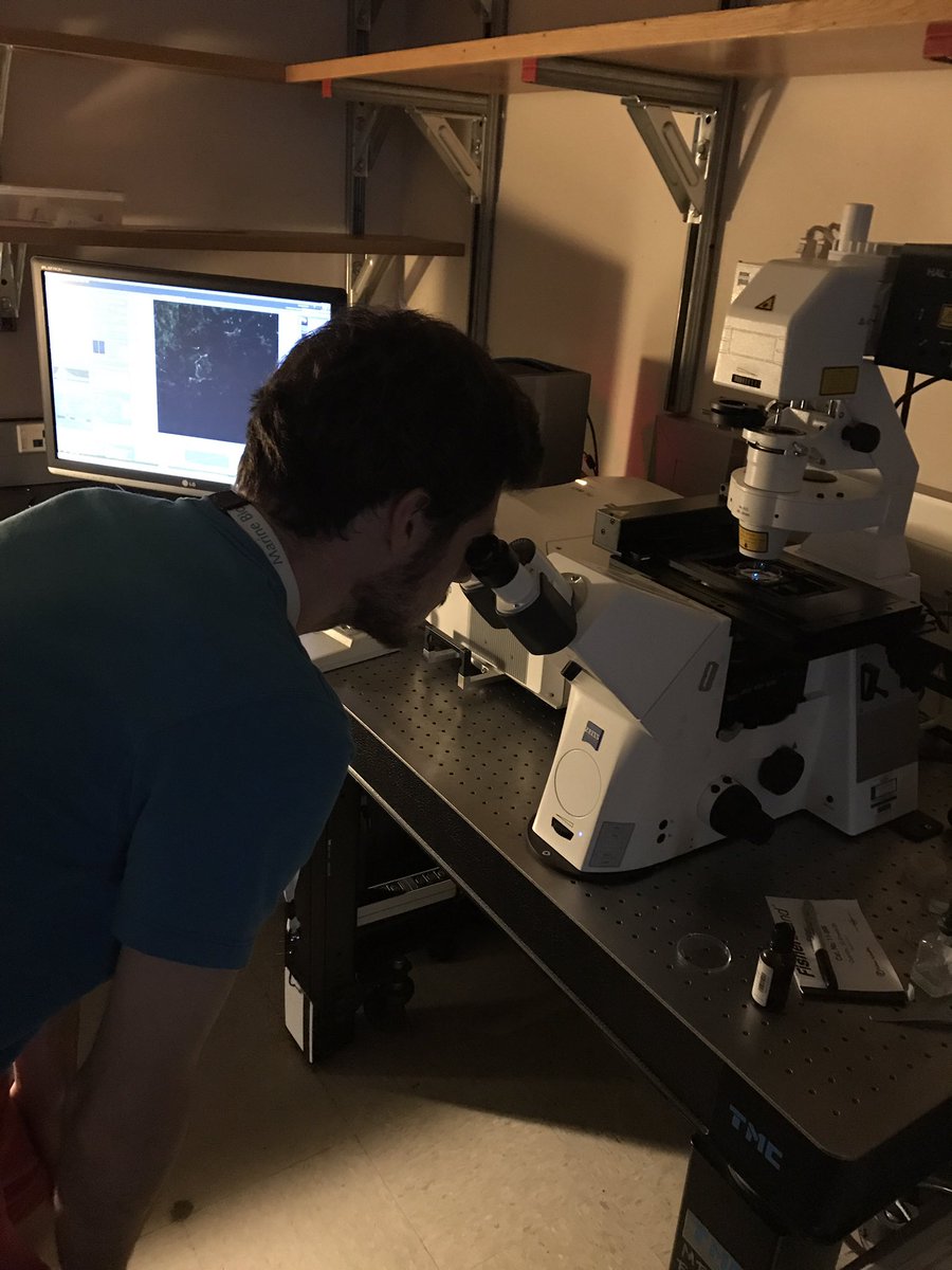 m_scheibinger's tweet photo. @MBLScience @zeiss_micro https://t.co/TUGFwaMVkT