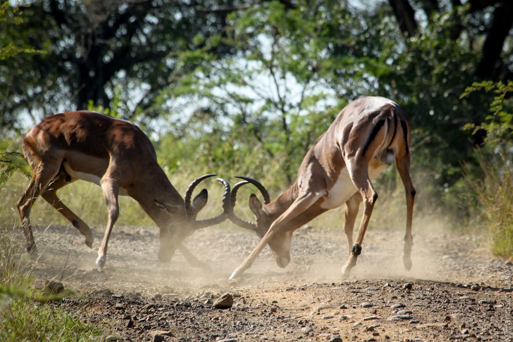 Территориальное поведение животных примеры. Территориальное поведение животных примеры. Территориальное поведение животных примеры. Территориальность у животных. Территориальное поведение животных примеры.