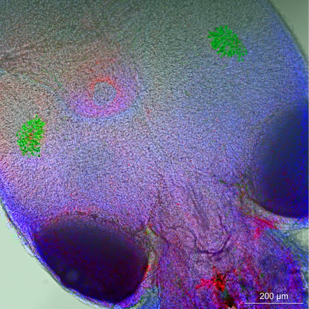 m_scheibinger's tweet photo. @MBLScience @zeiss_micro @EarBiology
Squidlet https://t.co/CtigudOsf0