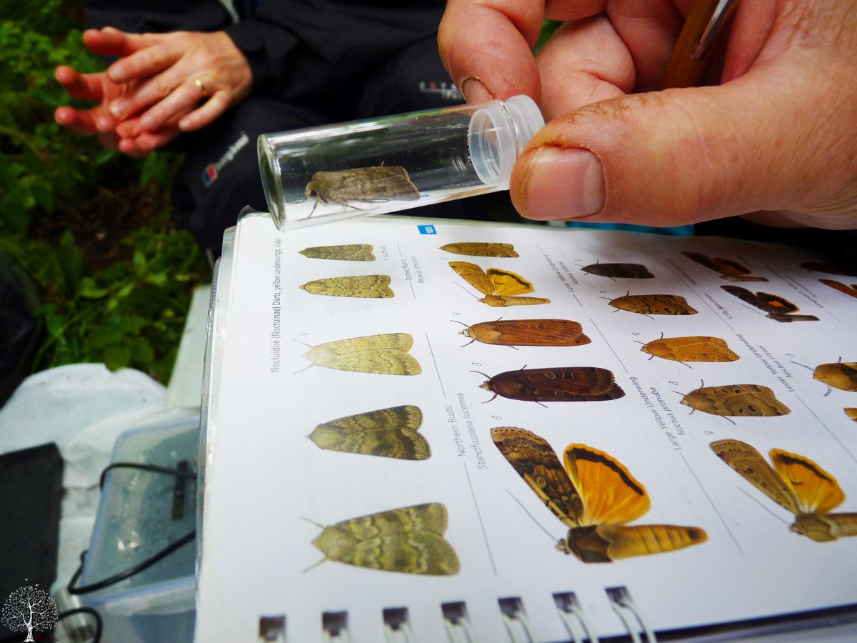 SanjeePerera1's tweet photo. Really enjoyed today's #MothCount with @wns_nats #MothTraps. #Moths #Lepidoptera https://t.co/I395BWE7Nv