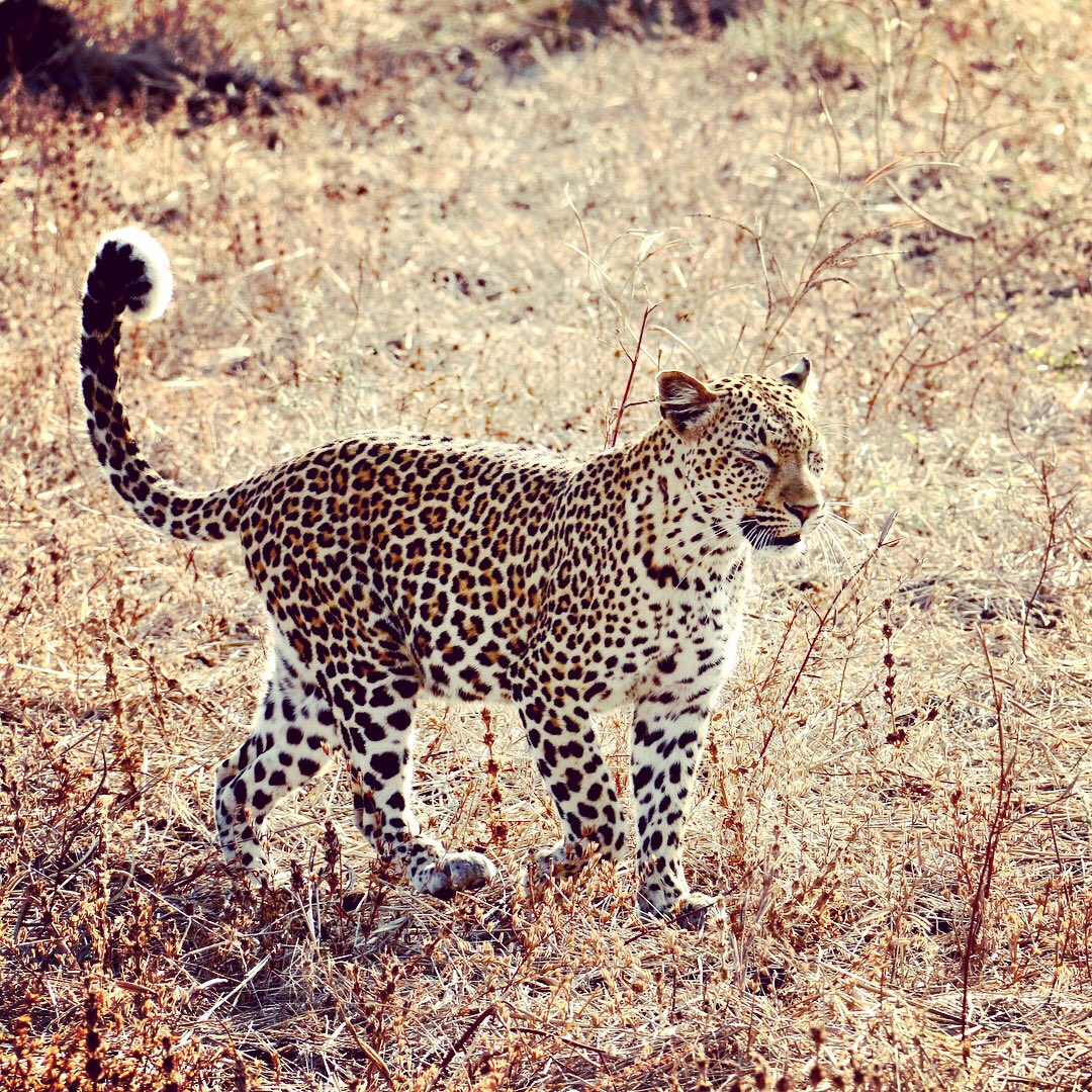 emcrossy's tweet photo. Beautiful Luangwa Leopards day and night! #robinpopesafaris #nsefu #tenatena #onsafari #leopard #travelphotography https://t.co/zLa0YNEADL