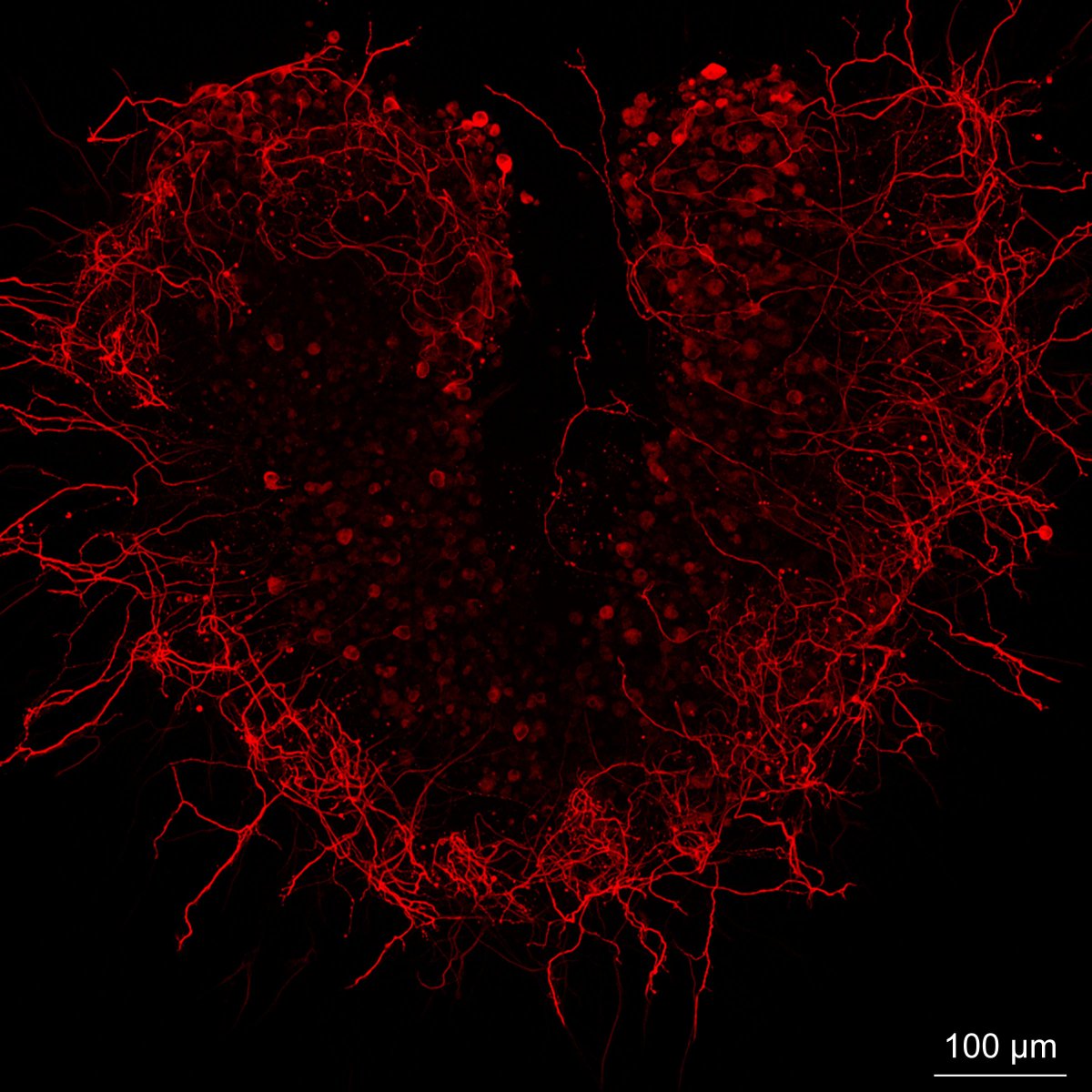 m_scheibinger's tweet photo. @MBLScience @zeiss_micro @EarBiology
Neurons in love. https://t.co/EXIe5L30wz
