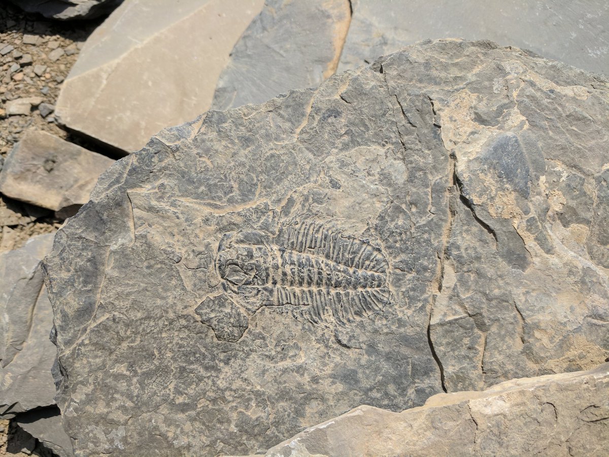 ArthropodQueen's tweet photo. Had an amazing experience yesterday hiking to the Burgess Shale after #evodevo17. So glad this opportunity was available after the meeting! https://t.co/X86T1IX6pk