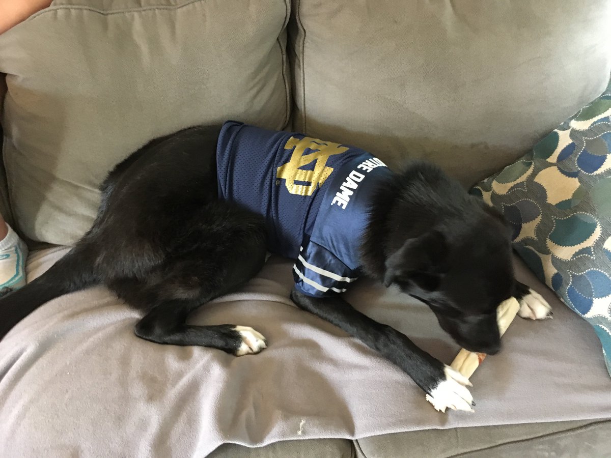 nateloucks's tweet photo. Charlie is ready for the season. #GoIrish #FallMeansFootball #PutHimInCoach #borador #puppy https://t.co/jbtrwtH7F1