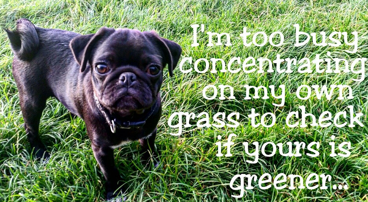 pug_positive's tweet photo. #Positivitypug #pug #Positivievibes #grassisntalwaysgreener https://t.co/UVmGeuCEUV