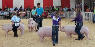 CF_Farms's tweet photo. MN &amp; NE State Fairs starting this week! Visit #christensenfarms to learn how to get entered into our #statefair2017 drawing contest. https://t.co/cWLPCqOcB2