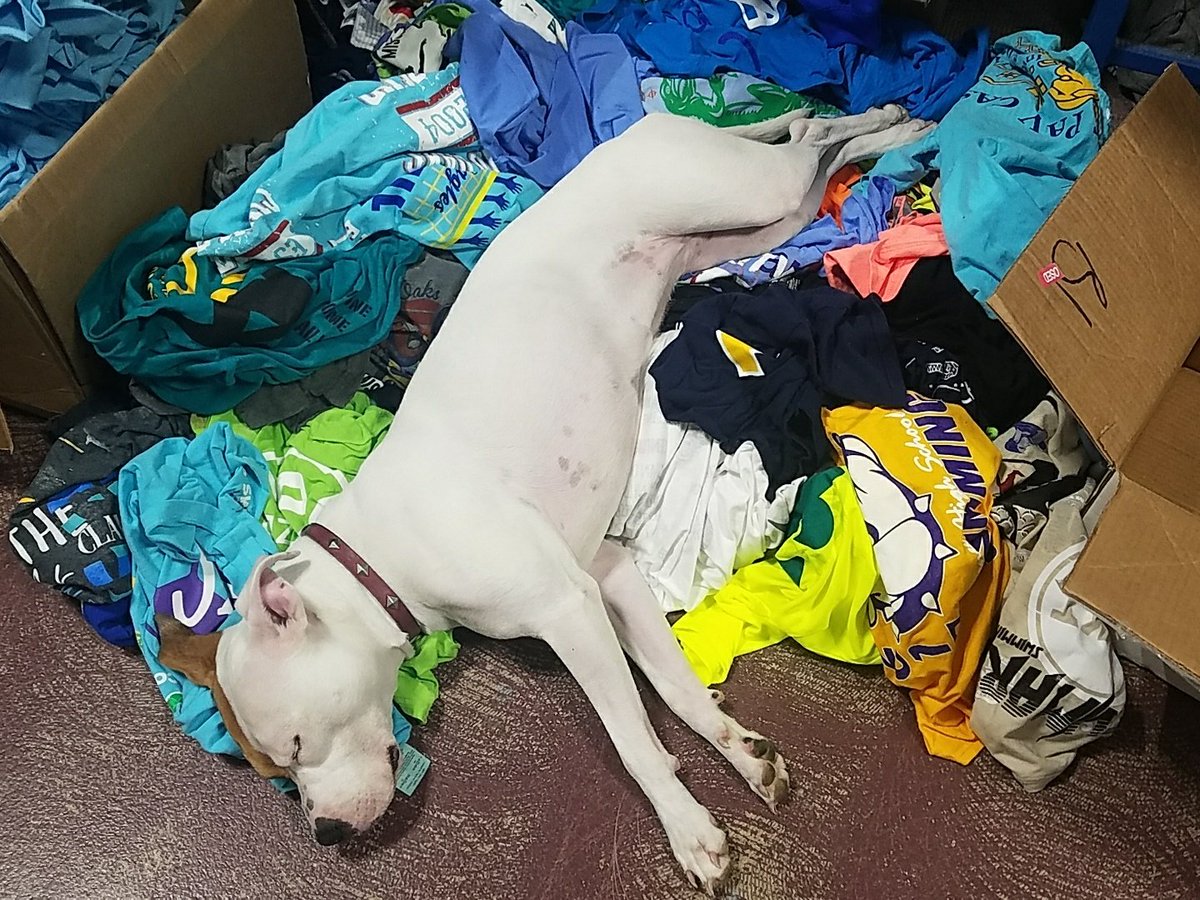 Squid_Prints's tweet photo. Old shirts make the best dog beds. #LazyGuardDog https://t.co/goAhi2oXZF