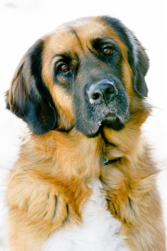 Ways to Help Anxiety, Stair Climbing as Exercise, Canine Flu Update, and More - Our Augus... conta.cc/2iuvml5