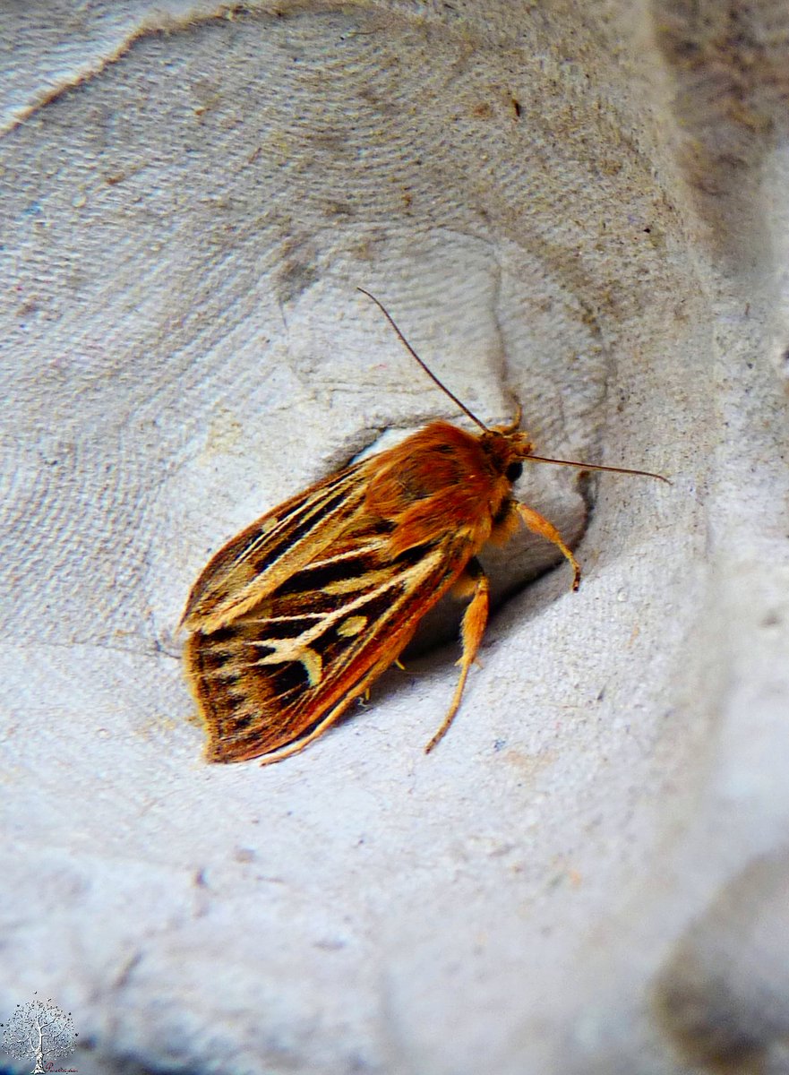 SanjeePerera1's tweet photo. #AntlerMoth #CerapteryxGraminis   #MothTraps #MothCount https://t.co/ihrnR9cQO9