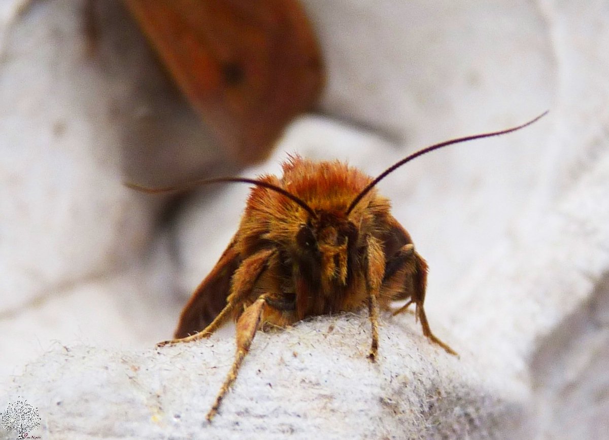 SanjeePerera1's tweet photo. #AntlerMoth #CerapteryxGraminis   #MothTraps #MothCount https://t.co/ihrnR9cQO9
