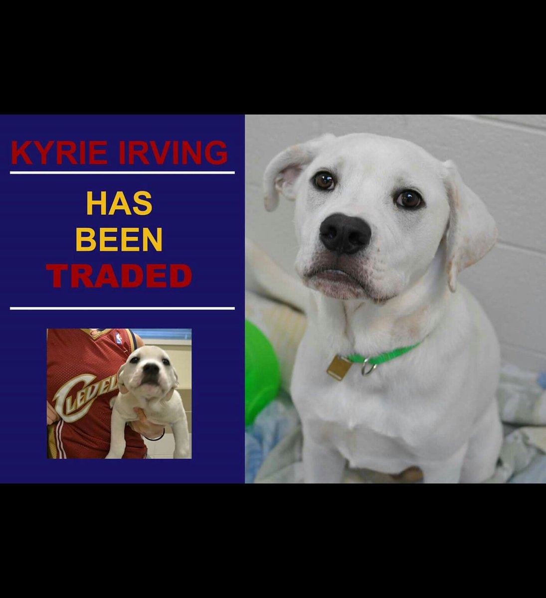 CleSportsHub's tweet photo. This good boy was traded back to the shelter the same day as KYRIE. Get this guy a new home!!! @barstoolsports @BarstoolBigCat @McNeilShow https://t.co/wJ8eMES2lg