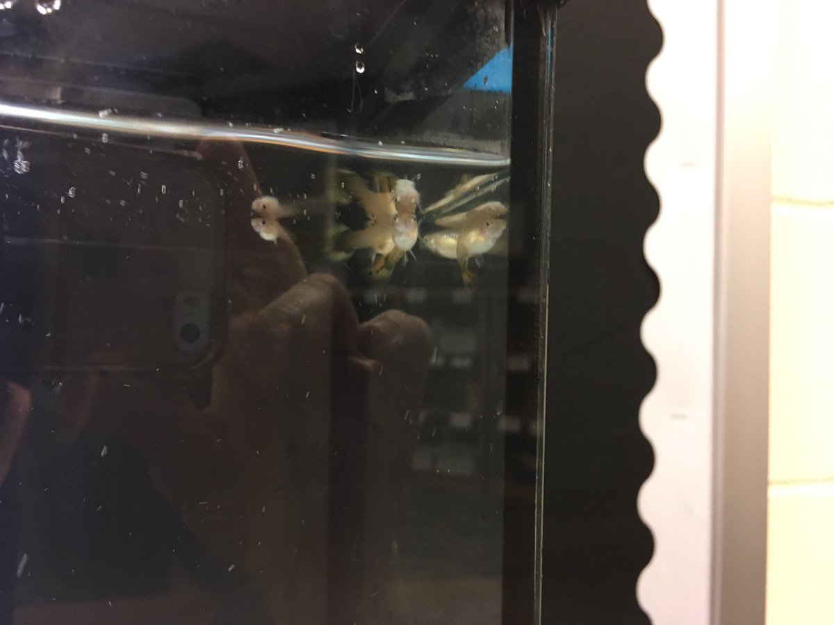 Thanks to the Ryan family, we now have class pets! <a href="/KBElementary/">Kellybrook LPS</a>