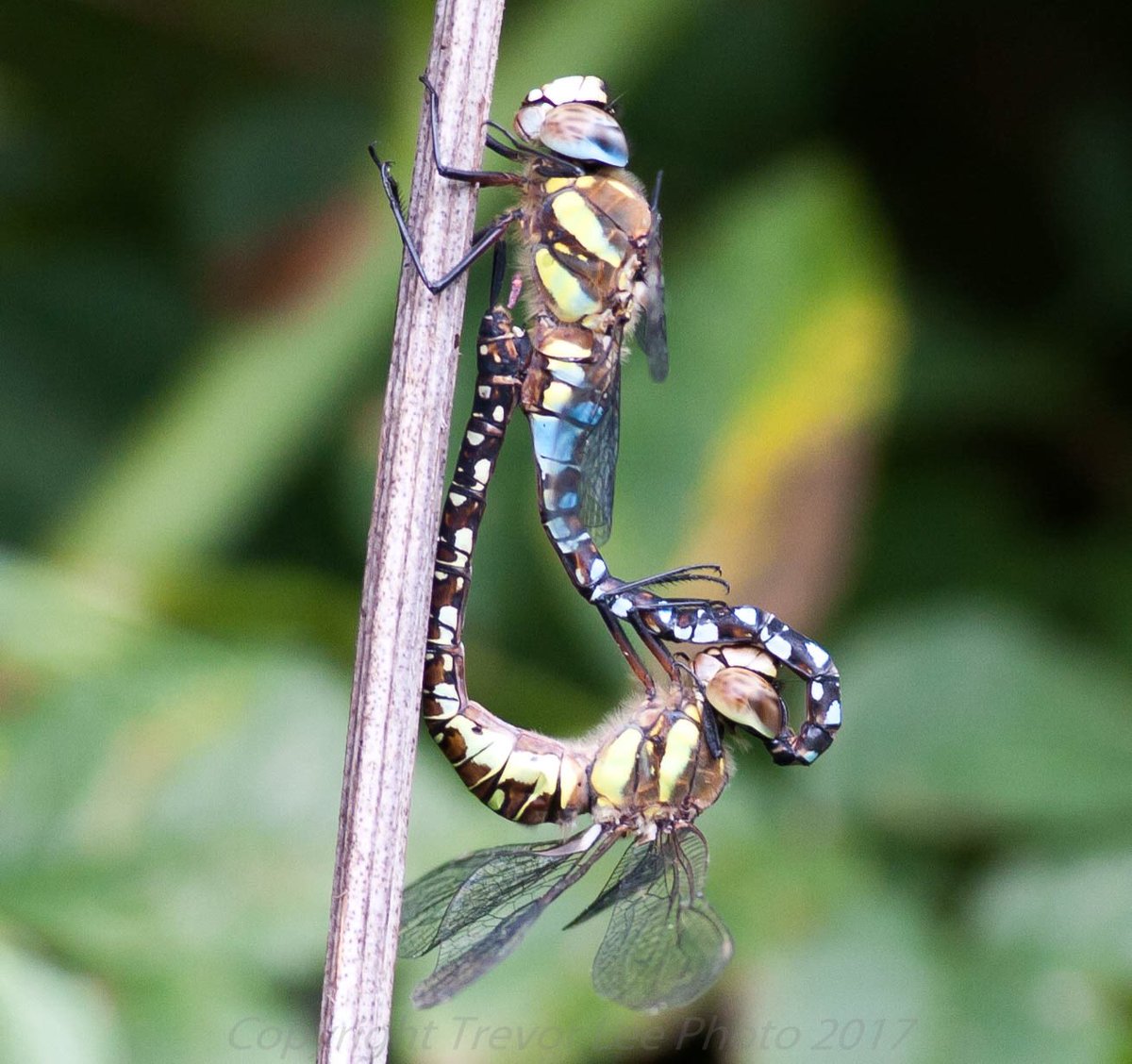 MarstonOrnitho's tweet photo. Migrant Hawker mating.....@DJRBirder @lincsbirders https://t.co/ZtjIzVSPEP