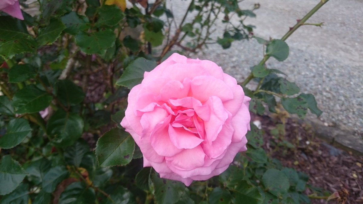 Mystical Rose On Twitter Roses In Full Bloom Dancing In The