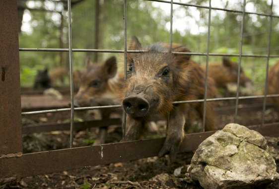 South Dallas farm crops meant for under-served communities are being devoured by feral hogs
 dallasnews.com/news/southern-… via <a href="/dallasnews/">Dallas Morning News</a>