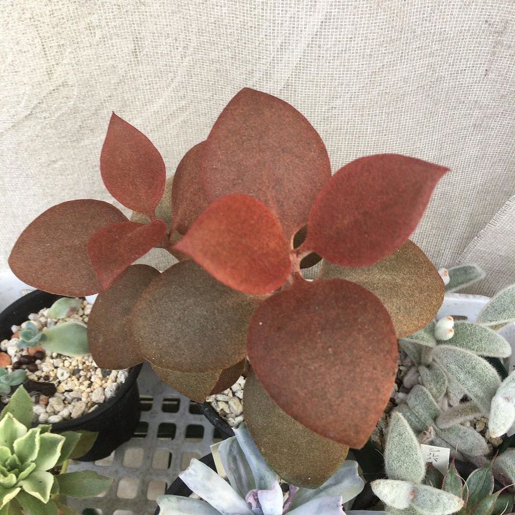 kabutoganijon1's tweet photo. Kalanchoe orgyalis
カランコエ・オルギアリス
仙人の舞
錆びた様な葉が特徴
まだ花を見ていませんが、見ていてなんとなく癒されます。(^-^)
少しピンボケかな(^^;;
#多肉植物 #カランコエ #Succul… https://t.co/Obrr7O1TMi https://t.co/YiNzUg6a7L