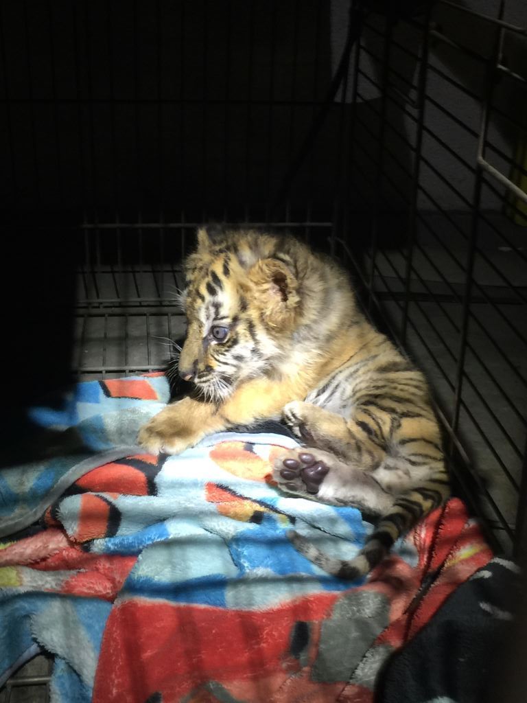 USFWS_PSW's tweet photo. 🐯Bengal #tiger #cub rescued by @CBPSanDiego at #Cali port entry. @USFWS ,@sandiegozoo working to ensure 🐯's safety→https://t.co/IPFUXh1aIC https://t.co/3NVOKoO2Lr