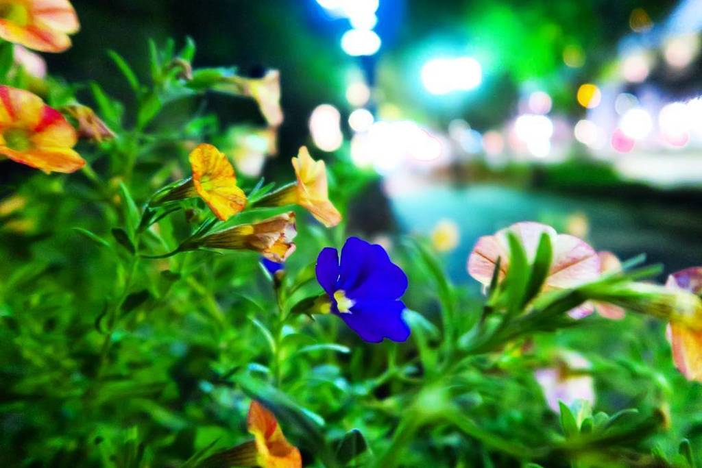 culhakanata's tweet photo. 夜の花畑
#はな部 #はなまっぷ #flowers #infinity_wildnature
#ファインダー越しの私の世界 #東京カメラ部 #lovers_nippon #icu_japan #ポンコツ写真部 #ig_jap… https://t.co/TN9Nm1DZUX https://t.co/xXEk1ppecb