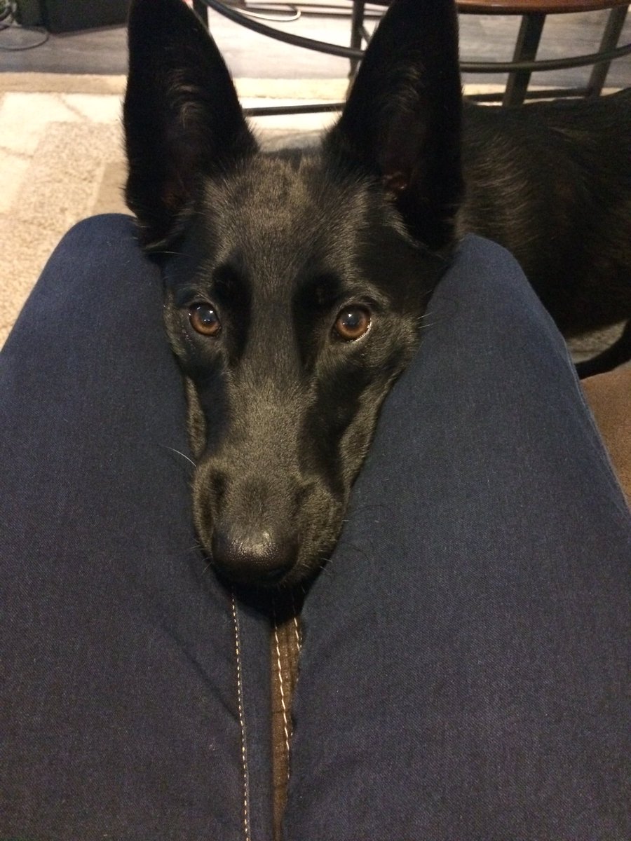 Does this give me what I want Mom? #cute #puppylove