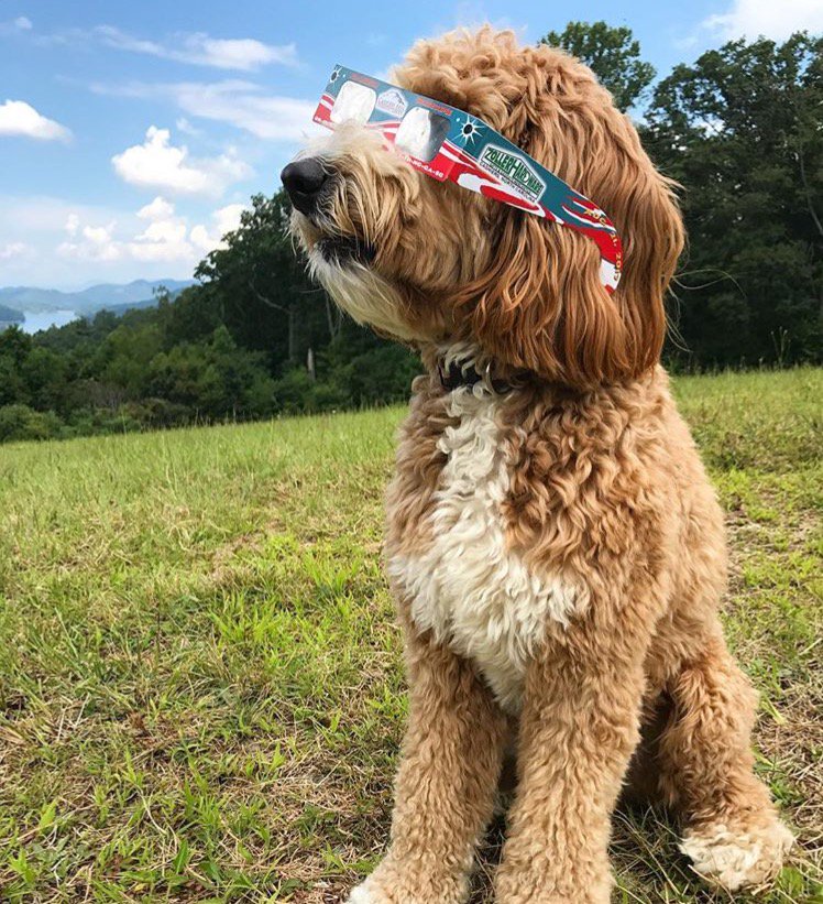 NCEclipse's tweet photo. Even our furry friends witnessed the #NCEclipse. :camera: @huxleythelabradoodle https://t.co/lc1dMWlbu0