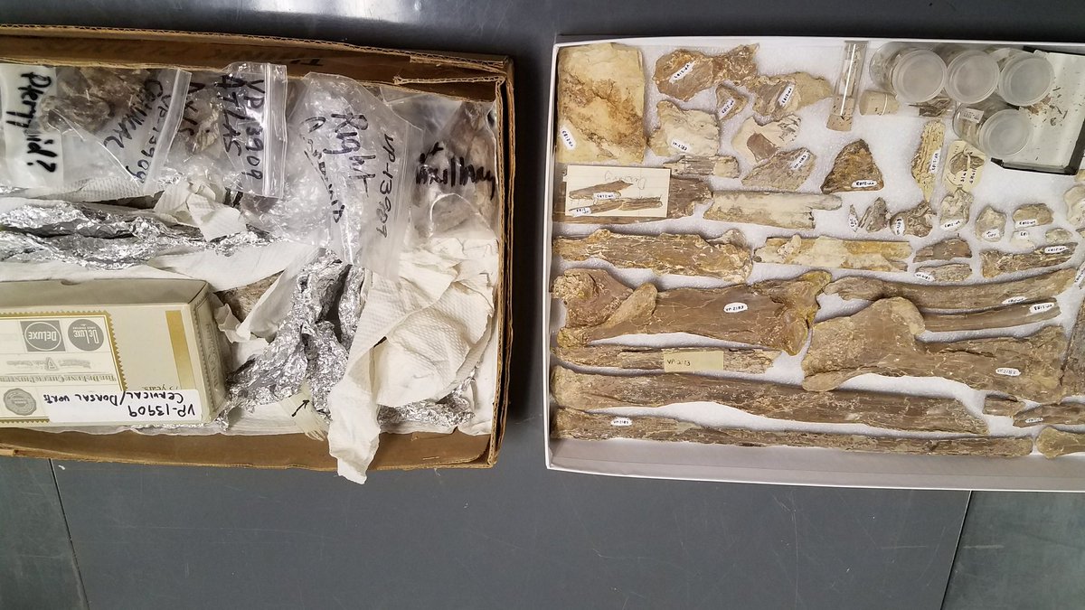 SternbergMuseum's tweet image. Updating collections to new archival standards #TBT #pterosaur #collectionproblems #archives