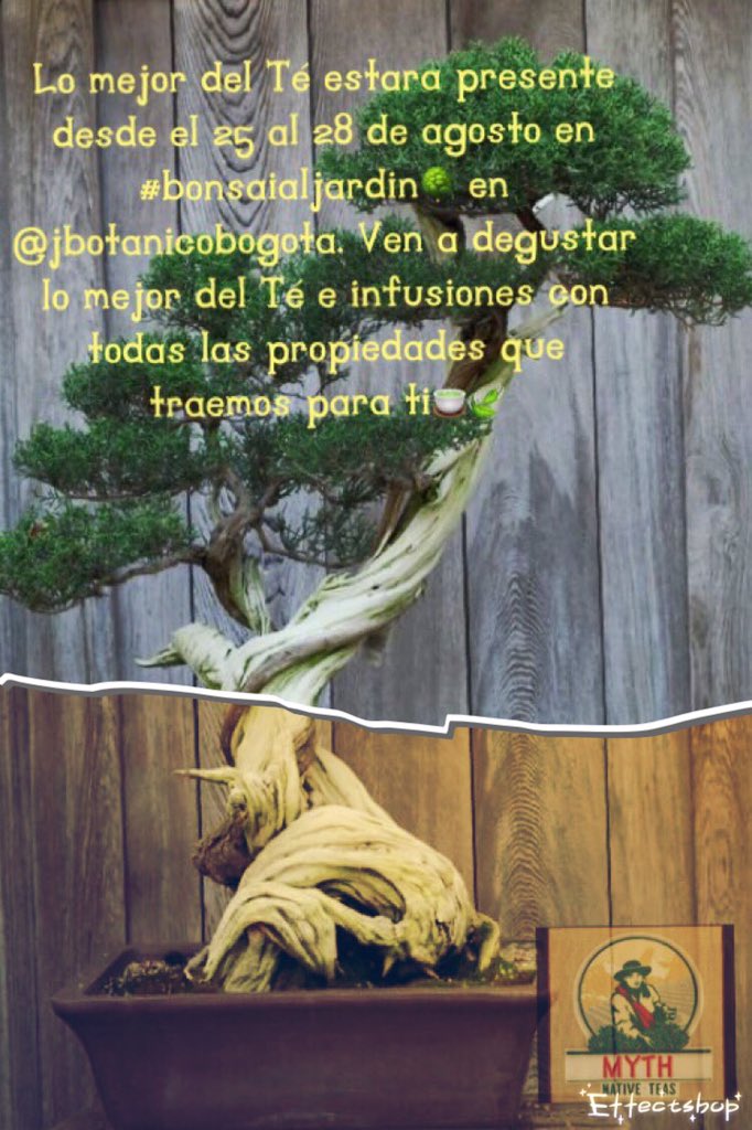 TeaMyth's tweet photo. Te esperamos desde el 25al28 de agosto en #BonsáiEnElJardín 🌳@JBotanicoBogota🎋con lo mejor de la #culturajaponesa y lo mejor de un #TeaMyth🍵 https://t.co/tzDmgs7wV3
