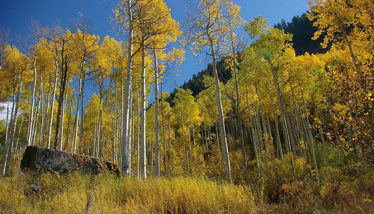 Colorado's tweet photo. "@LivingTheQLife: We are coming up to our favorite time to get into the mountains of Colorado #coloradolive" https://t.co/WY630CA6tW